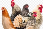 Grippe aviaire : informations aux détenteurs particuliers de volailles et d’oiseaux